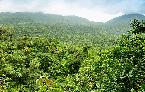 Sicht über die Baumkronen eines Regenwalds