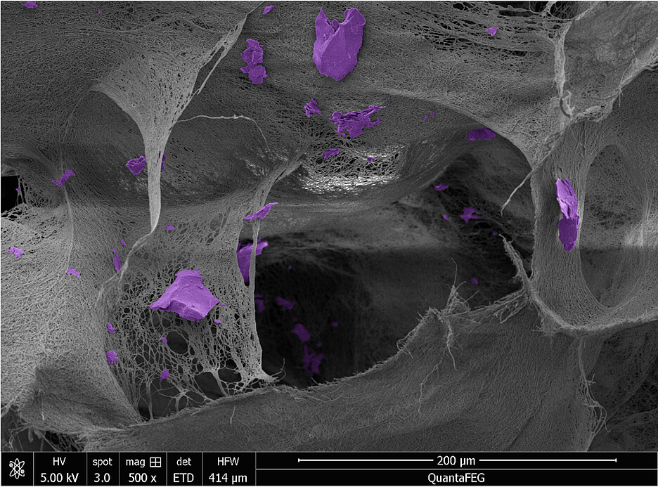 Der Chitosan-Schwamm unter dem Mikroskop: Lila eingefärbt die Mikroplastik-Teilchen, welche im Bioschwamm hängen geblieben sind.