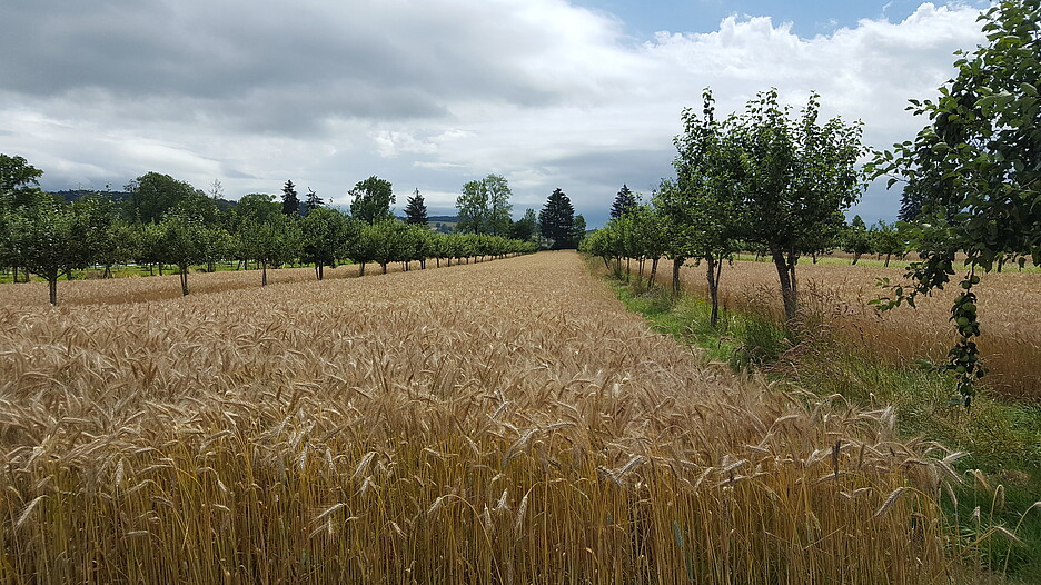 Moderner Agroforst mit Apfelbäumen.