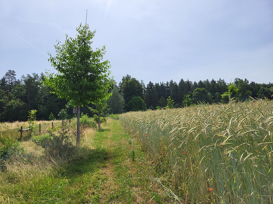 Agroforst hat diverse Vorteile: Zum Beispiel halten Bäume mehr Feuchtigkeit im Boden und dienen als Windschutz.